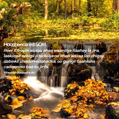 Picture 02 - Hoosheeca 9:8 SOM - Reer Efrayim wuxuu ahaa waardiye Ilaahay la jira, - Bible Verse Picture