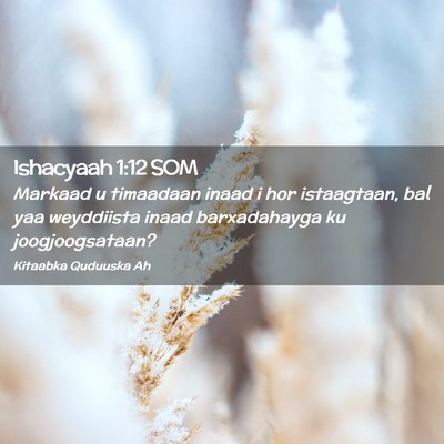 Picture 02 - Ishacyaah 1:12 SOM - Markaad u timaadaan inaad i hor istaagtaan, bal - Bible Verse Picture