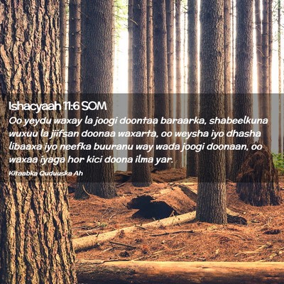 Picture 02 - Ishacyaah 11:6 SOM - Oo yeydu waxay la joogi doontaa baraarka, - Bible Verse Picture