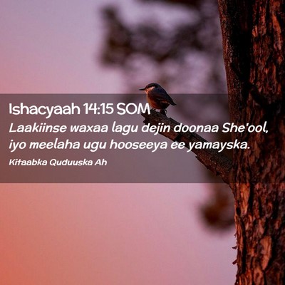 Picture 02 - Ishacyaah 14:15 SOM - Laakiinse waxaa lagu dejin doonaa She'ool, iyo - Bible Verse Picture