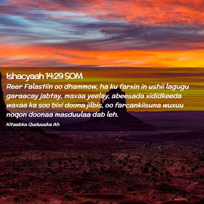 Picture 02 - Ishacyaah 14:29 SOM - Reer Falastiin oo dhammow, ha ku farxin in ushii - Bible Verse Picture