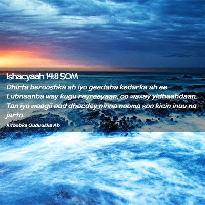 Picture 02 - Ishacyaah 14:8 SOM - Dhirta berooshka ah iyo geedaha kedarka ah ee - Bible Verse Picture