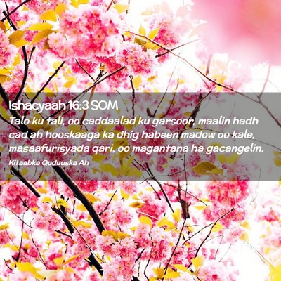 Picture 02 - Ishacyaah 16:3 SOM - Talo ku tali, oo caddaalad ku garsoor, maalin - Bible Verse Picture