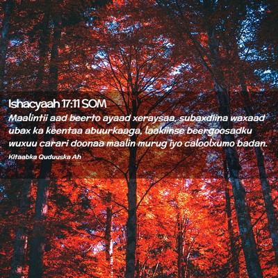 Picture 02 - Ishacyaah 17:11 SOM - Maalintii aad beerto ayaad xeraysaa, subaxdiina - Bible Verse Picture
