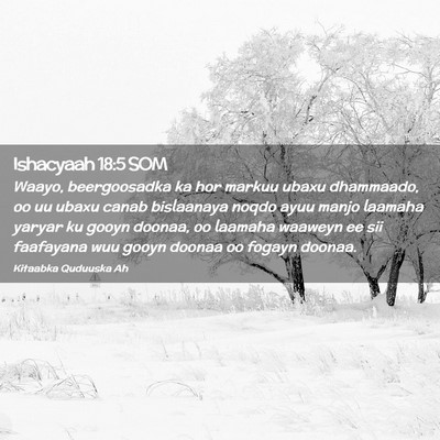 Picture 02 - Ishacyaah 18:5 SOM - Waayo, beergoosadka ka hor markuu ubaxu - Bible Verse Picture