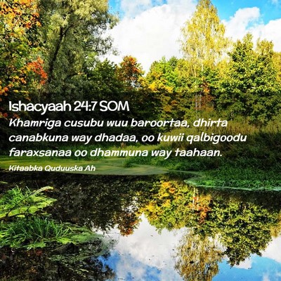 Picture 02 - Ishacyaah 24:7 SOM - Khamriga cusubu wuu baroortaa, dhirta canabkuna - Bible Verse Picture