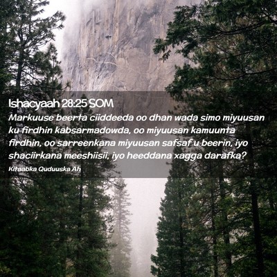 Picture 02 - Ishacyaah 28:25 SOM - Markuuse beerta ciiddeeda oo dhan wada simo - Bible Verse Picture