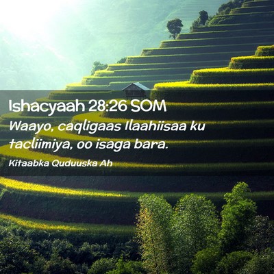 Picture 02 - Ishacyaah 28:26 SOM - Waayo, caqligaas Ilaahiisaa ku tacliimiya, oo - Bible Verse Picture