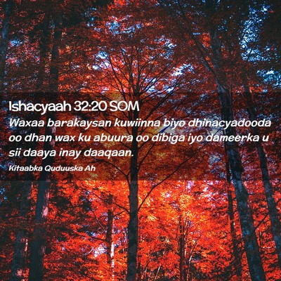 Picture 02 - Ishacyaah 32:20 SOM - Waxaa barakaysan kuwiinna biyo dhinacyadooda oo - Bible Verse Picture