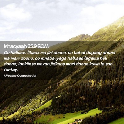 Picture 02 - Ishacyaah 35:9 SOM - Oo halkaas libaax ma jiri doono, oo bahal dugaag - Bible Verse Picture
