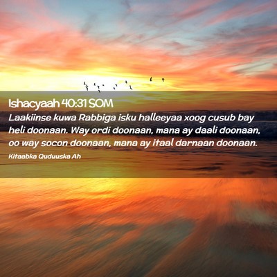 Picture 02 - Ishacyaah 40:31 SOM - Laakiinse kuwa Rabbiga isku halleeyaa xoog cusub - Bible Verse Picture