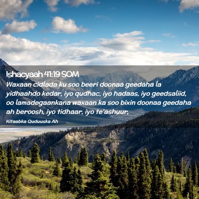 Picture 02 - Ishacyaah 41:19 SOM - Waxaan cidlada ku soo beeri doonaa geedaha la - Bible Verse Picture