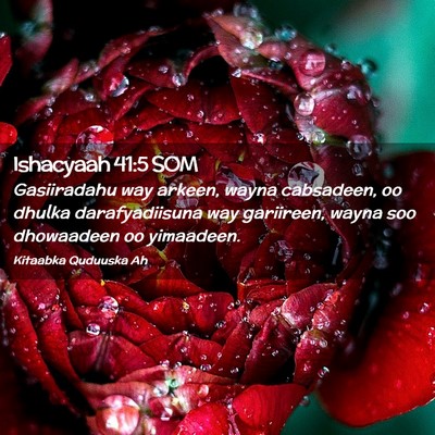 Picture 02 - Ishacyaah 41:5 SOM - Gasiiradahu way arkeen, wayna cabsadeen, oo - Bible Verse Picture