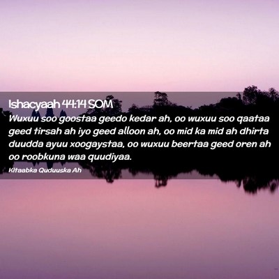 Picture 02 - Ishacyaah 44:14 SOM - Wuxuu soo goostaa geedo kedar ah, oo wuxuu soo - Bible Verse Picture