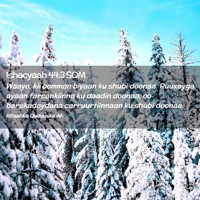 Picture 02 - Ishacyaah 44:3 SOM - Waayo, kii oomman biyaan ku shubi doonaa. - Bible Verse Picture