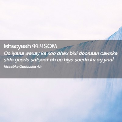 Picture 02 - Ishacyaah 44:4 SOM - Oo iyana waxay ka soo dhex bixi doonaan cawska - Bible Verse Picture