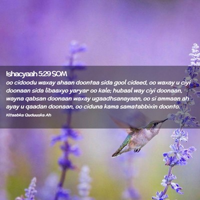 Picture 02 - Ishacyaah 5:29 SOM - oo cidoodu waxay ahaan doontaa sida gool cideed, - Bible Verse Picture
