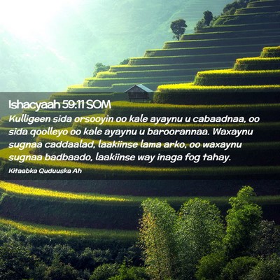 Picture 02 - Ishacyaah 59:11 SOM - Kulligeen sida orsooyin oo kale ayaynu u - Bible Verse Picture