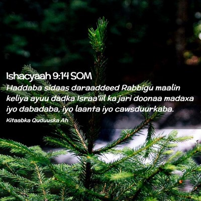 Picture 02 - Ishacyaah 9:14 SOM - Haddaba sidaas daraaddeed Rabbigu maalin keliya - Bible Verse Picture