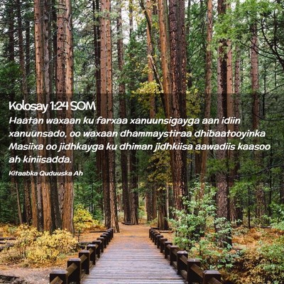 Picture 02 - Kolosay 1:24 SOM - Haatan waxaan ku farxaa xanuunsigayga aan idiin - Bible Verse Picture