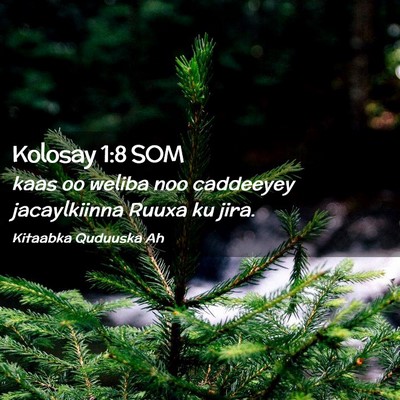 Picture 02 - Kolosay 1:8 SOM - kaas oo weliba noo caddeeyey jacaylkiinna Ruuxa - Bible Verse Picture