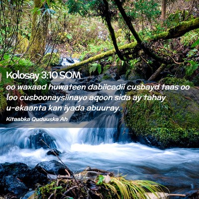Picture 02 - Kolosay 3:10 SOM - oo waxaad huwateen dabiicadii cusbayd taas oo loo - Bible Verse Picture