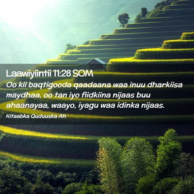 Picture 02 - Laawiyiintii 11:28 SOM - Oo kii baqtigooda qaadaana waa inuu dharkiisa - Bible Verse Picture