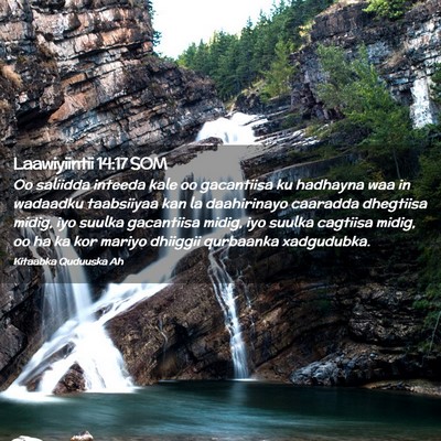 Picture 02 - Laawiyiintii 14:17 SOM - Oo saliidda inteeda kale oo gacantiisa ku - Bible Verse Picture