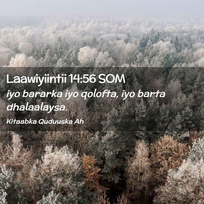 Picture 02 - Laawiyiintii 14:56 SOM - iyo bararka iyo qolofta, iyo barta - Bible Verse Picture