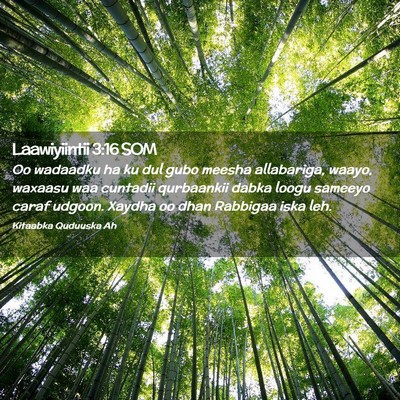 Picture 02 - Laawiyiintii 3:16 SOM - Oo wadaadku ha ku dul gubo meesha allabariga, - Bible Verse Picture