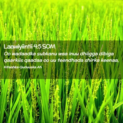 Picture 02 - Laawiyiintii 4:5 SOM - Oo wadaadka subkanu waa inuu dhiigga dibiga - Bible Verse Picture
