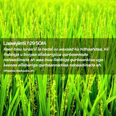 Picture 02 - Laawiyiintii 7:29 SOM - Reer binu Israa'iil la hadal oo waxaad ku - Bible Verse Picture