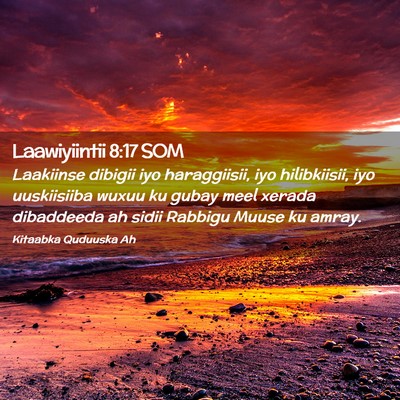 Picture 02 - Laawiyiintii 8:17 SOM - Laakiinse dibigii iyo haraggiisii, iyo - Bible Verse Picture