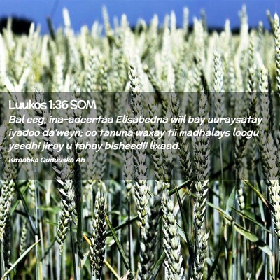 Picture 02 - Luukos 1:36 SOM - Bal eeg, ina-adeertaa Elisabedna wiil bay - Bible Verse Picture