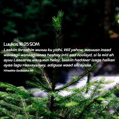 Picture 02 - Luukos 16:25 SOM - Laakiin Ibraahim wuxuu ku yidhi, Wiil yahow, - Bible Verse Picture