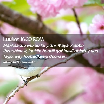 Picture 02 - Luukos 16:30 SOM - Markaasuu wuxuu ku yidhi, Maya, Aabbe Ibraahimow, - Bible Verse Picture