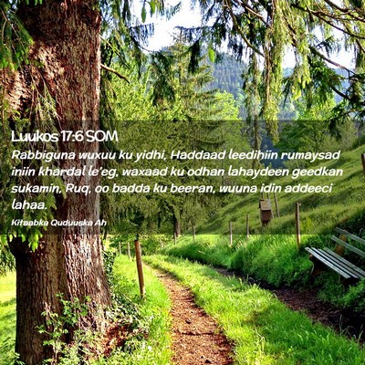 Picture 02 - Luukos 17:6 SOM - Rabbiguna wuxuu ku yidhi, Haddaad leedihiin - Bible Verse Picture