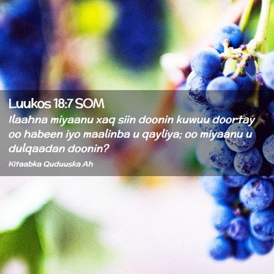 Picture 02 - Luukos 18:7 SOM - Ilaahna miyaanu xaq siin doonin kuwuu doortay oo - Bible Verse Picture