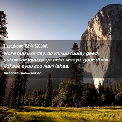 Picture 02 - Luukos 19:4 SOM - Hore buu u orday, oo wuxuu fuulay geed sukomoor - Bible Verse Picture