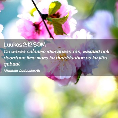 Picture 02 - Luukos 2:12 SOM - Oo waxaa calaamo idiin ahaan tan, waxaad heli - Bible Verse Picture