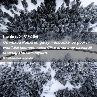 Picture 02 - Luukos 2:27 SOM - Oo wuxuu Ruuxii ku galay macbudka, oo goortii - Bible Verse Picture
