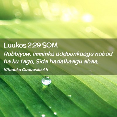 Picture 02 - Luukos 2:29 SOM - Rabbiyow, imminka addoonkaagu nabad ha ku tago, - Bible Verse Picture