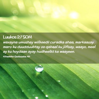 Picture 02 - Luukos 2:7 SOM - waxayna umushay wiilkeedii curadka ahaa, - Bible Verse Picture