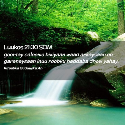 Picture 02 - Luukos 21:30 SOM - goortay caleemo bixiyaan waad arkaysaan oo - Bible Verse Picture