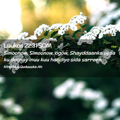 Picture 02 - Luukos 22:31 SOM - Simoonow, Simoonow, ogow, Shayddaanka ayaa ku - Bible Verse Picture