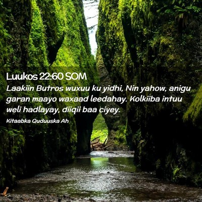 Picture 02 - Luukos 22:60 SOM - Laakiin Butros wuxuu ku yidhi, Nin yahow, anigu - Bible Verse Picture