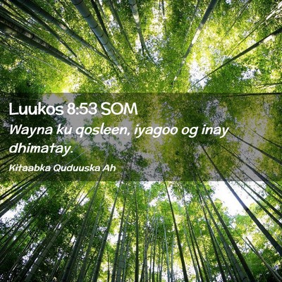 Picture 02 - Luukos 8:53 SOM - Wayna ku qosleen, iyagoo og inay - Bible Verse Picture