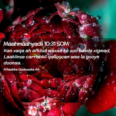 Picture 02 - Maahmaahyadii 10:31 SOM - Kan xaqa ah afkiisa waxaa ka soo baxda xigmad, - Bible Verse Picture