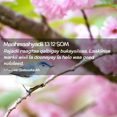 Picture 02 - Maahmaahyadii 13:12 SOM - Rajadii raagtaa qalbigay bukaysiisaa, Laakiinse - Bible Verse Picture