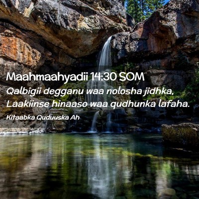 Picture 02 - Maahmaahyadii 14:30 SOM - Qalbigii degganu waa nolosha jidhka, Laakiinse - Bible Verse Picture